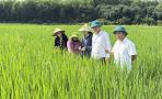 Đồng chí Trần Trọng Yên, Phó Chủ tịch UBND xã Nghĩa Đàn kiểm tra thực tế tình hình sâu bệnh hại lúa vụ Hè thu – Mùa